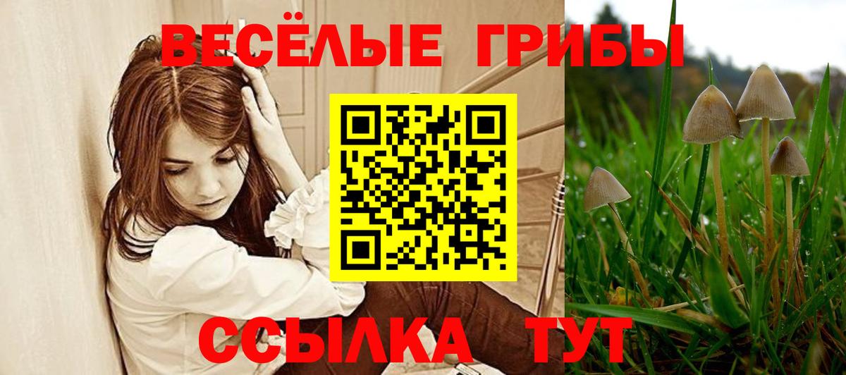 Псилоцибиновые грибы Psilocybine cubensis Гуково